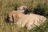 KANGAL 069